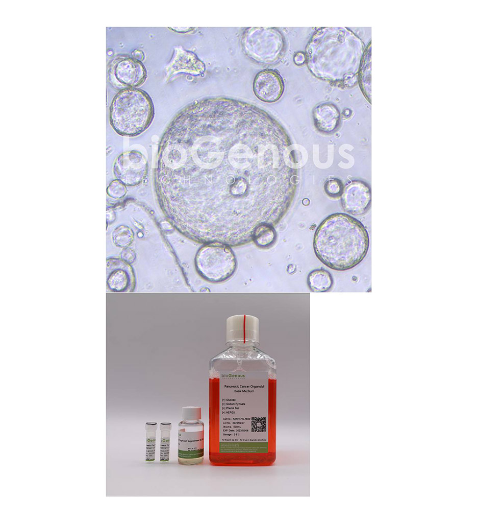 Pancreatic Cancer Organoid Kit胰腺癌