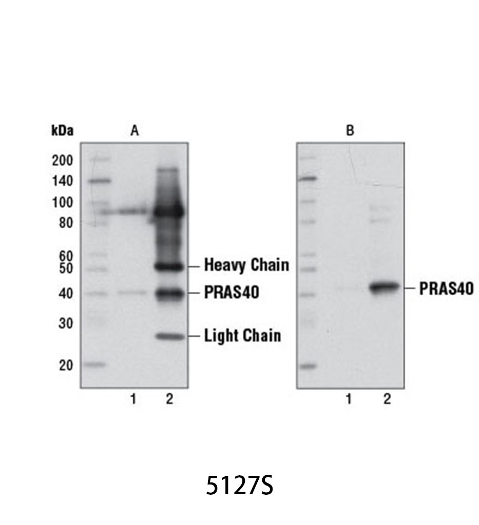 Mouse Anti-rabbit IgG (Conformation Specific) (L27A9) mAb (HRP Conjugate)