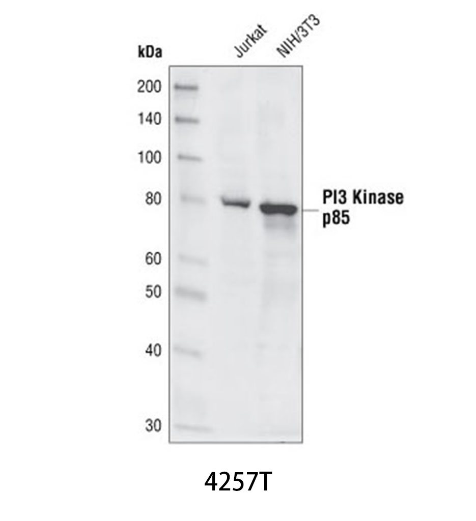 PI3 Kinase p85 (19H8) Rabbit mAb