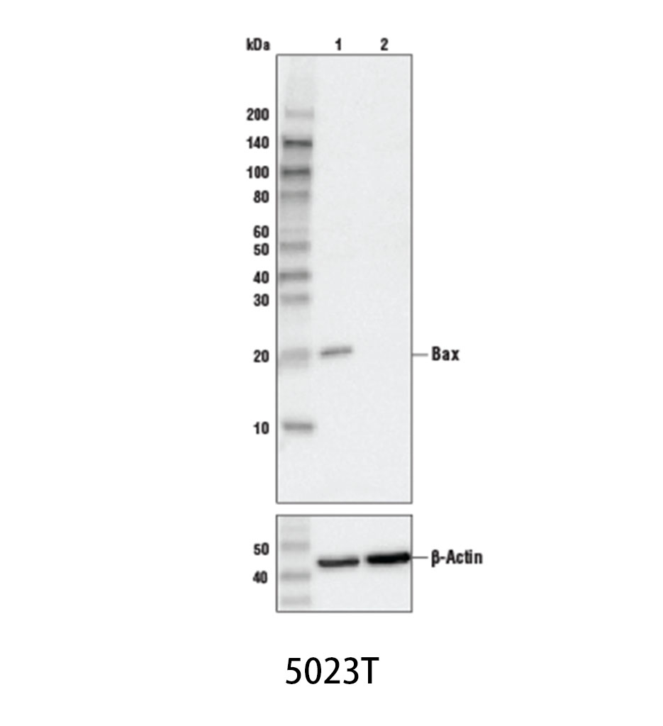 Bax (D2E11) Rabbit mAb