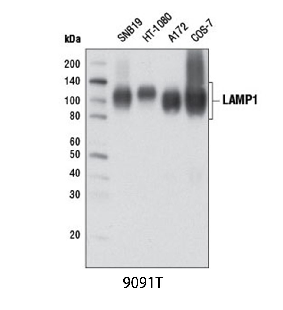 LAMP1 (D2D11) XP Rabbit mAb