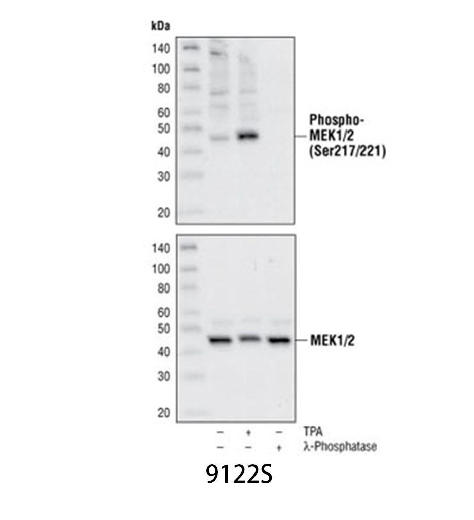 MEK1/2 Antibody