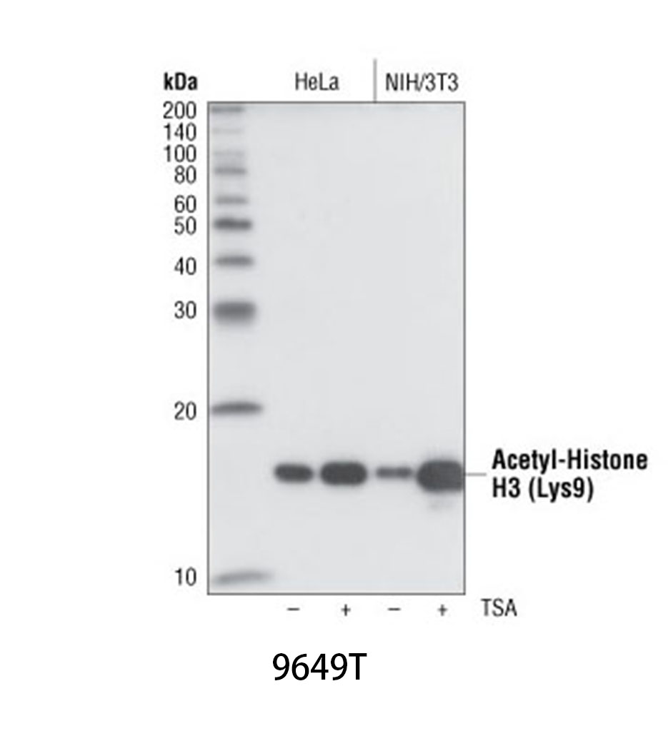 Acetyl-Histone H3 (Lys9) (C5B11) Rabbit mAb