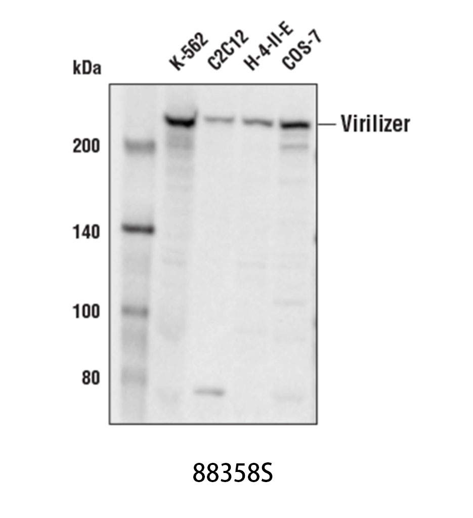 Virilizer (D4N8B) Rabbit mAb
