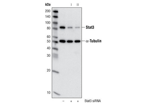 Stat3 (79D7) Rabbit mAb