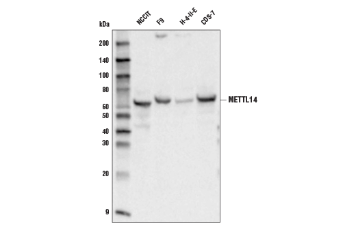 N6-mA Methyltransferase Antibody Sampler Kit