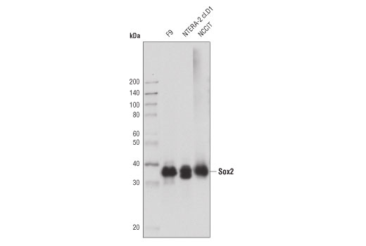 Sox2 (D9B8N) Rabbit mAb