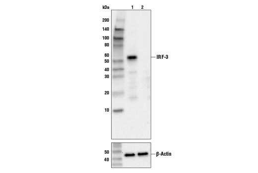 Rig-I Pathway Antibody Sampler Kit
