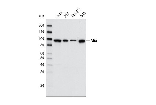 Alix (3A9) Mouse mAb