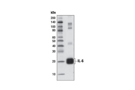 Senescence Marker Antibody Sampler Kit