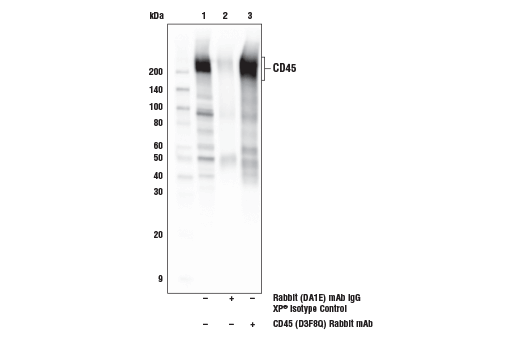 CD45 (D3F8Q) Rabbit mAb