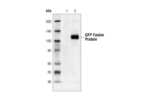 GFP Antibody