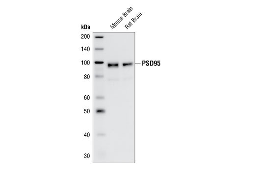 PSD95 Antibody