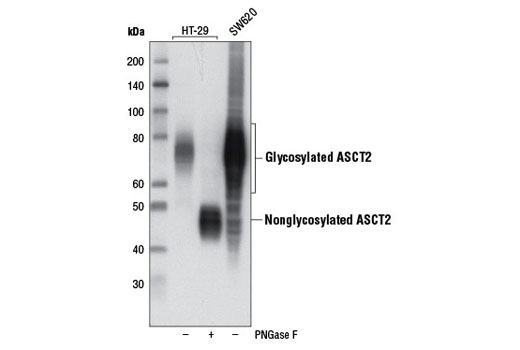 ASCT2 (D7C12) Rabbit mAb