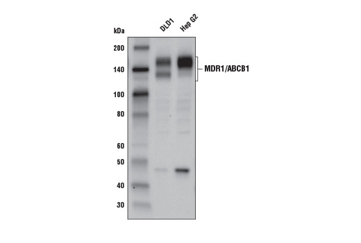 MDR1/ABCB1 (E1Y7S) Rabbit mAb