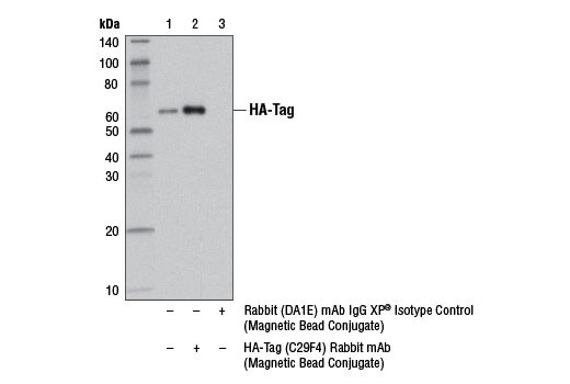 HA-Tag (C29F4) Rabbit mAb (Magnetic Bead Conjugate)