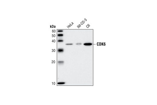 CDK6 (DCS83) Mouse mAb