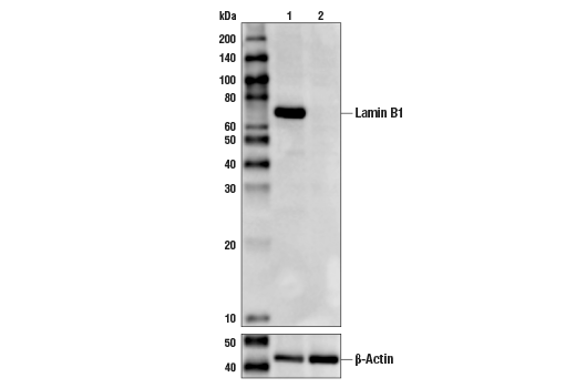 Lamin B1 (D4Q4Z) Rabbit mAb