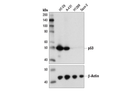 p53 (DO-7) Mouse mAb
