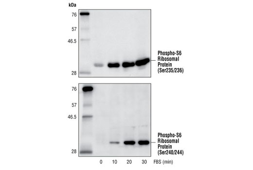 Phospho-S6 Ribosomal Protein (Ser240/244) Antibody