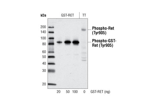 Phospho-Ret (Tyr905) Antibody