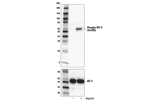 Phospho-IRF-3 (Ser386) (E7J8G) XP Rabbit mAb