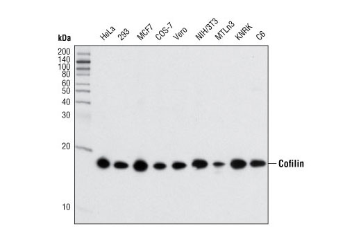 Cofilin (D3F9) XP Rabbit mAb