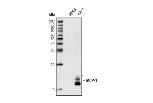 MCP-1 Antibody