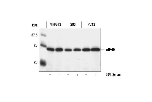 eIF4E Antibody