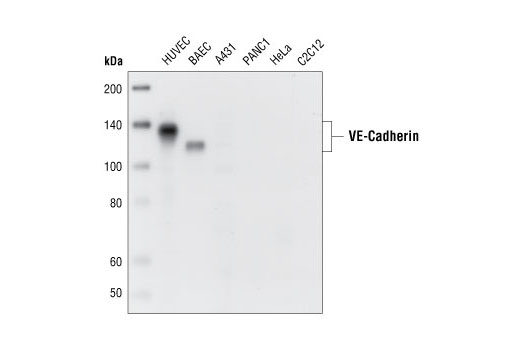 VE-Cadherin Antibody