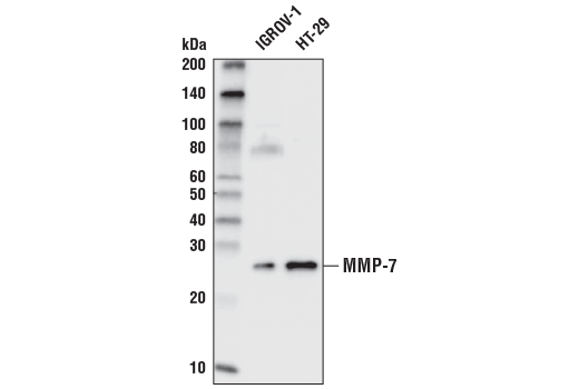 MMP-7 Antibody