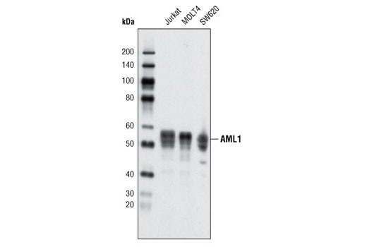 AML1 (D33G6) XP Rabbit mAb