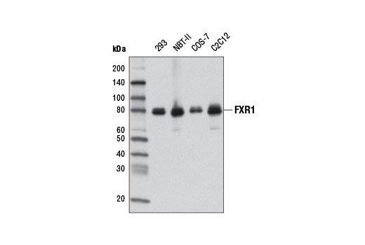 FXR1 (D10A2) XP Rabbit mAb