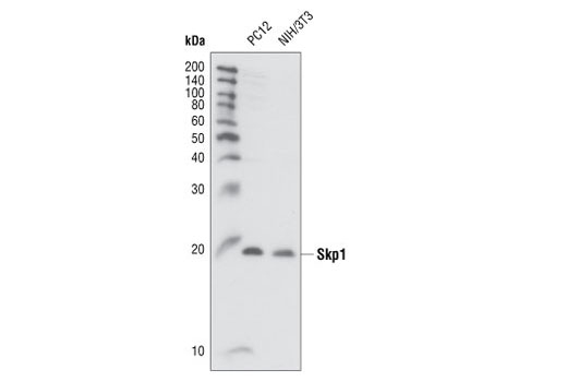 Protein Folding and Stability Antibody Sampler Kit