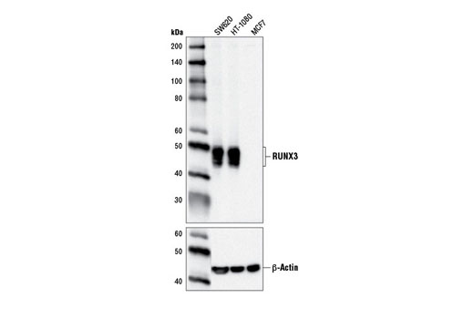 RUNX3/AML2 (D9K6L) Mouse mAb
