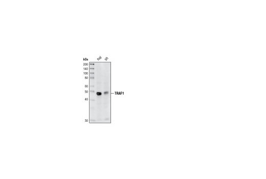 TRAF1 (1F3) Rat mAb