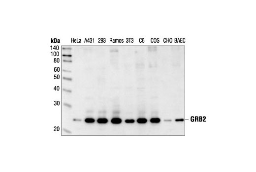GRB2 Antibody