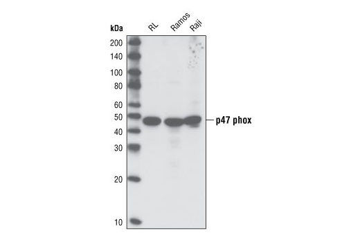 p47phox Antibody