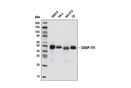 COUP-TFI (D4H2) Rabbit mAb