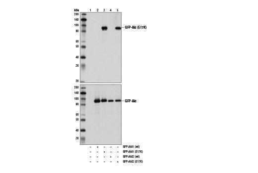Akt (E17K Mutant Specific) (D1T7P) Rabbit mAb