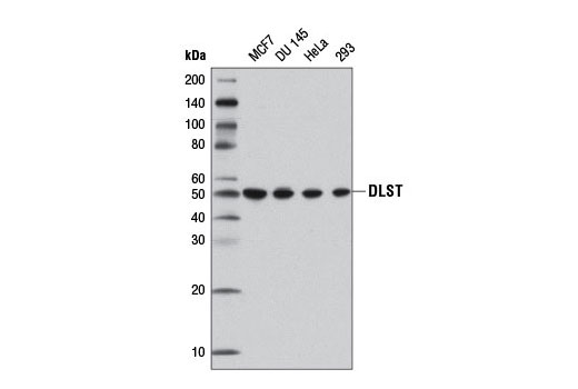 DLST (D22B1) XP Rabbit mAb