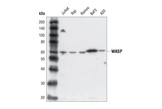 WASP Antibody