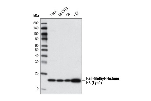 Pan-Methyl-Histone H3 (Lys9) (D54) XP Rabbit mAb