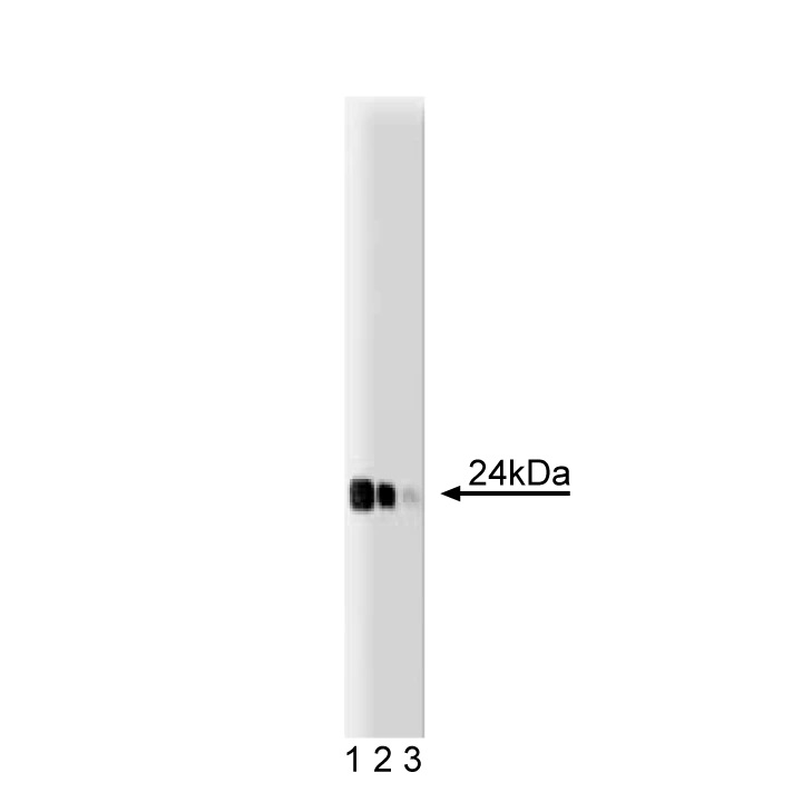 LITAF Pure 30/LITAF 50ug