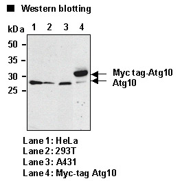 Anti-Atg10 (Human) mAb