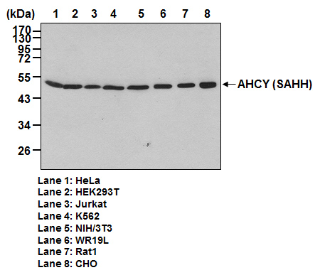Anti-AHCY (SAHH) pAb