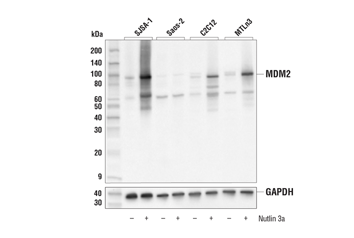 MDM2 (E3G5I) Rabbit Monoclonal Antibody