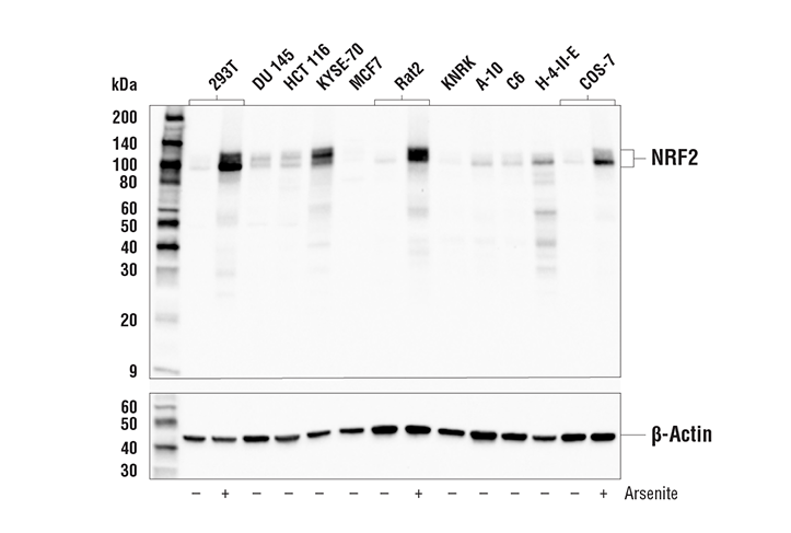 NRF2 (E3J1V) Rabbit Monoclonal Antibody