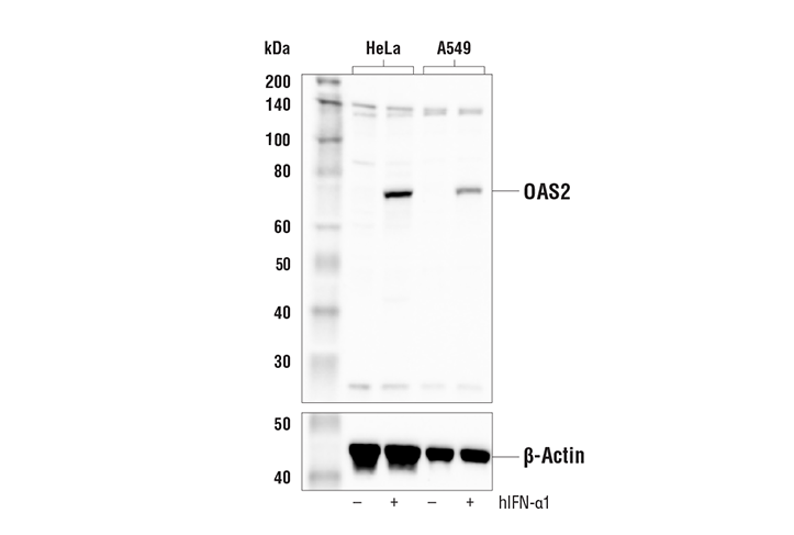 OAS2 Antibody