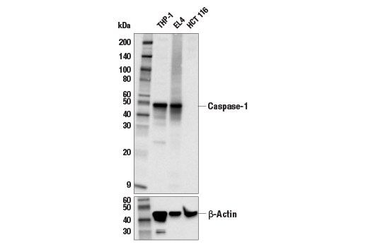 Caspase-1 (E9R2D) Rabbit Monoclonal Antibody